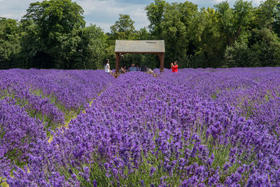 Purple flowering plants on field