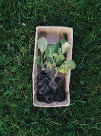 Organic veggie plugs in biodegradable tubs, ready to plant.