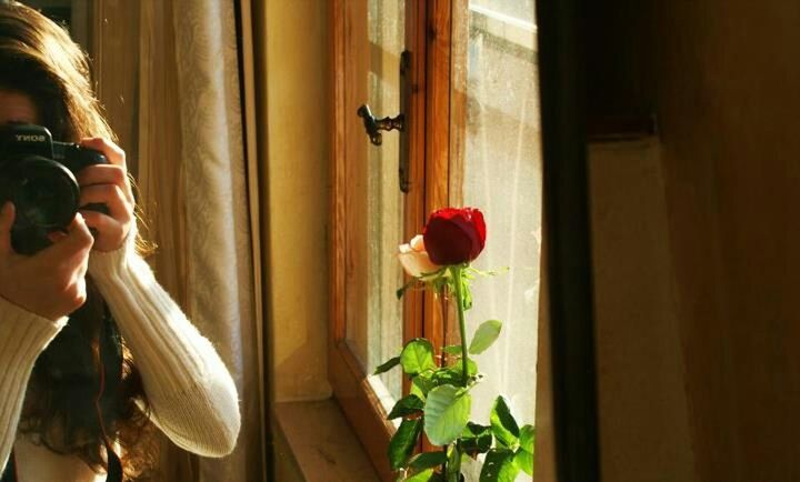 indoors, flower, freshness, home interior, red, window, holding, vase, person, curtain, fragility, potted plant, table, petal, plant, flower head, part of