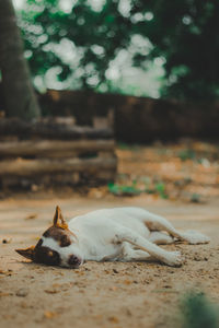 View of a dog resting on land