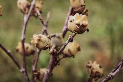 Close-up of fruit growing on tree