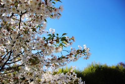 Low angle view of cherry blossom against sky