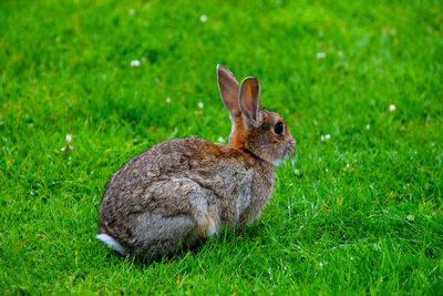 Close-up of rabbit on grass