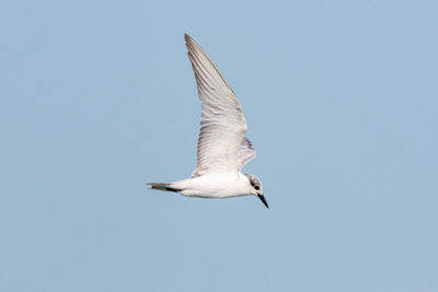 Low angle view of seagull flying in sky