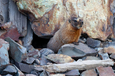 Squirrel on rock