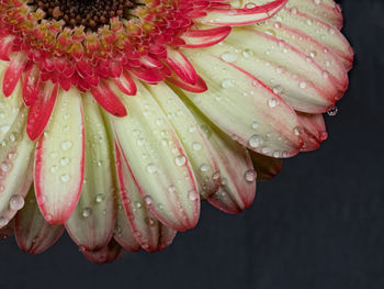 Close-up of wet red flower against black background