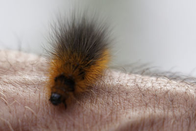 Close-up of insect on hand