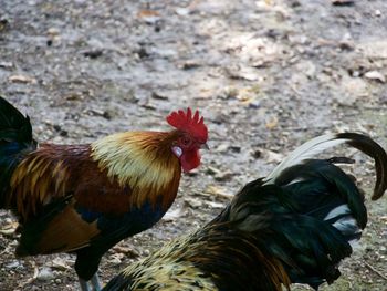 Close-up of rooster on field