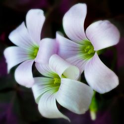 Close-up of flower blooming outdoors