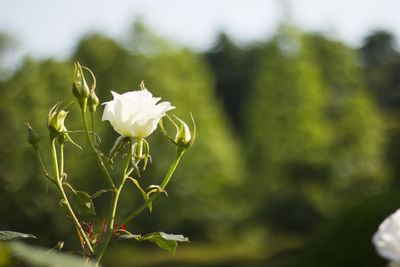 Close-up of white flowering plant