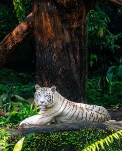 animal