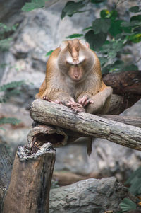 Monkey sitting on tree