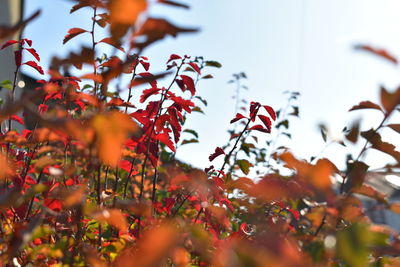 Low angle view of maple leaves against sky