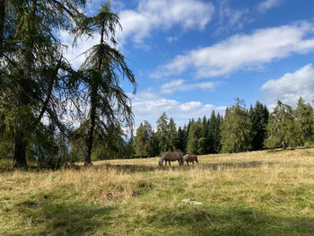 Horses in a field