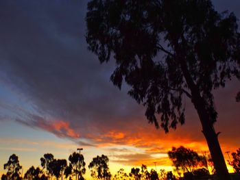 Silhouette of trees at sunset