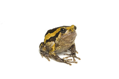 Close-up of a toad on white background