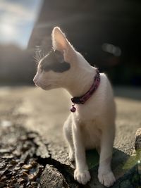 Close-up of dog looking away