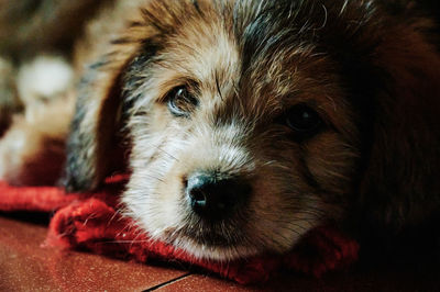 Close-up portrait of a dog