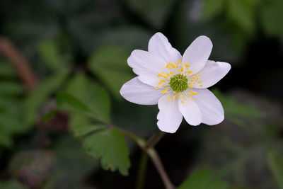 Close-up of white flowering plant