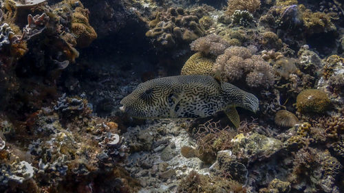 Fish swimming in sea