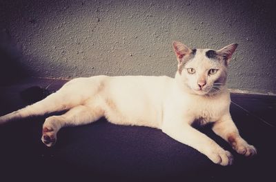 Portrait of cat lying down