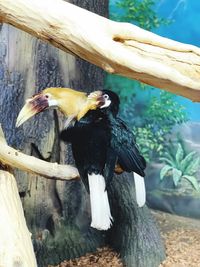 Close-up of bird perching on wood