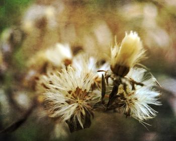 Close-up of flowers