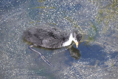 View of turtle swimming in sea