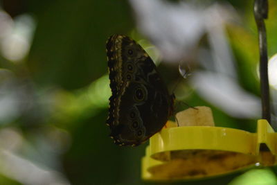 Close-up of butterfly on flower