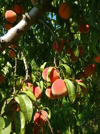 Low angle view of fruits growing on tree
