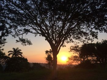 Silhouette trees on field against sky during sunset