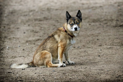 Portrait of dog lying on land