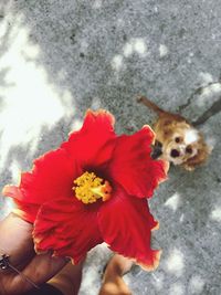 Close-up of red flower