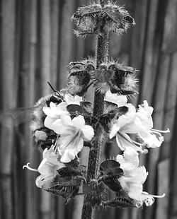 Close-up of wilted flower