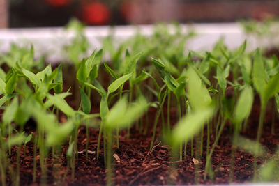 Close-up of fresh green plants in field