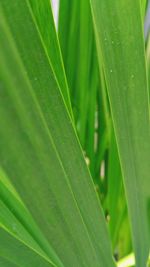 Close-up of wet leaves