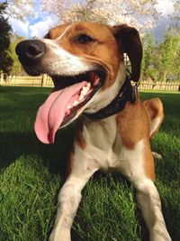 Dog on grassy field