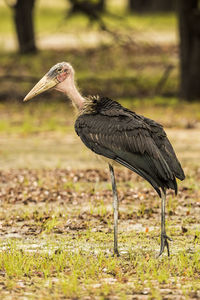 Close-up of a bird on a field