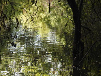 Reflection of trees in lake water