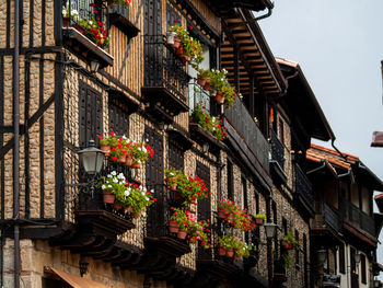 Low angle view of potted plants on building