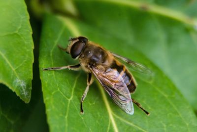 Close-up of insect on plant