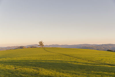 Scenic view of agricultural field against clear sky