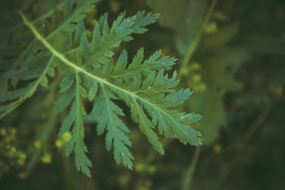 High angle view of leaves