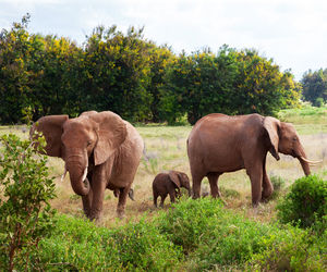 Elephant in a field