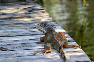 Close-up of lizard on wooden plank