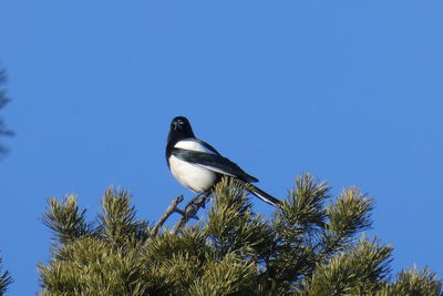 Low angle view of bird perching on a tree