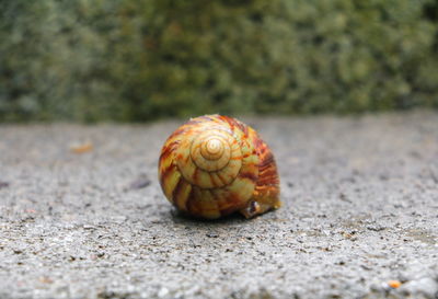 Close-up of snail on road