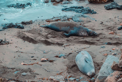 High angle view of fish on beach