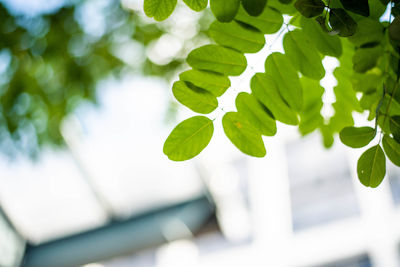 Low angle view of leaves on tree