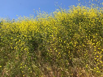 Yellow flowering plants on field against sky